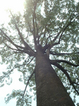 tree90.jpg